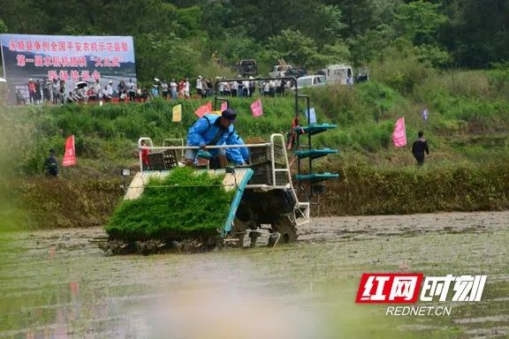 湘西种植致富果_致富湘西种植果树视频_湘西种植什么赚钱