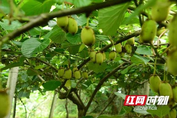 湘西种植致富果_湘西种植什么赚钱_致富湘西种植果树视频