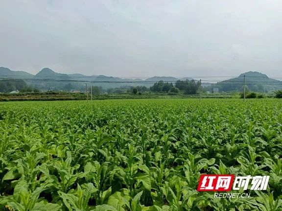 湘西种植什么赚钱_致富湘西种植果树视频_湘西种植致富果