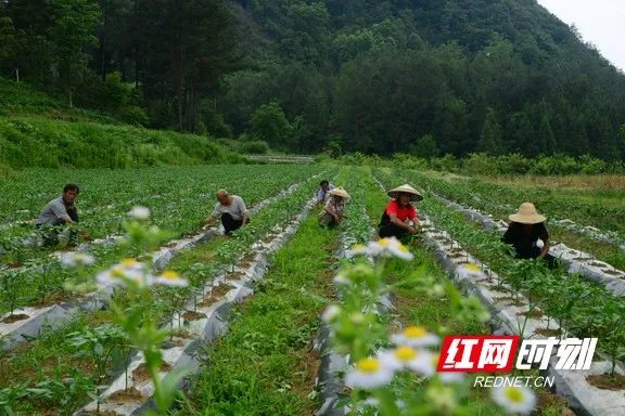 致富湘西种植果树视频_湘西种植致富果_湘西种植什么赚钱