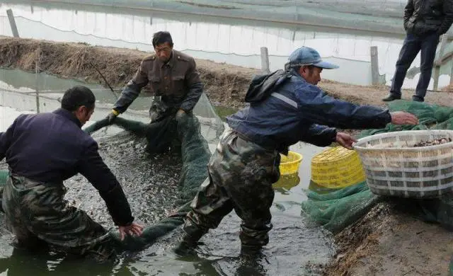 养泥鳅的成本和经济效益_养殖泥鳅成本技术要点_泥鳅养殖技术与成本