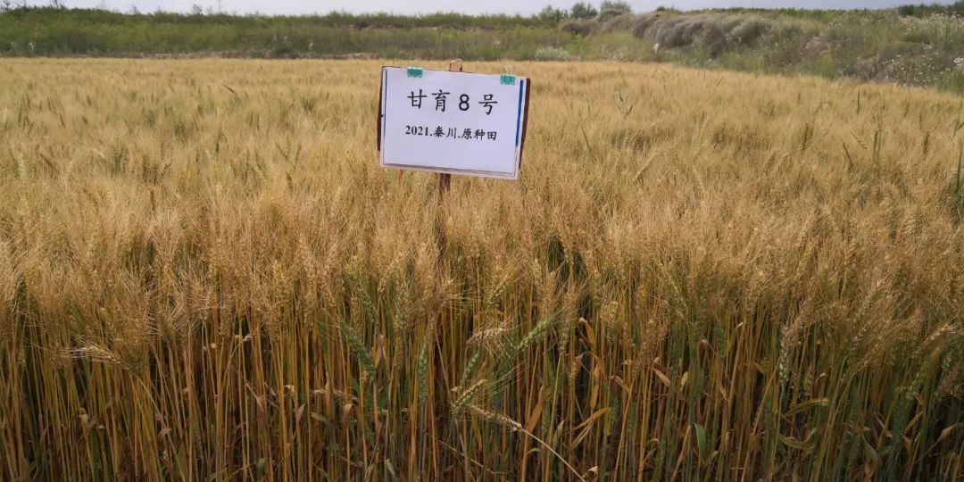 甘肃养鸡场_甘肃养鸡厂_甘肃土鸡养殖致富