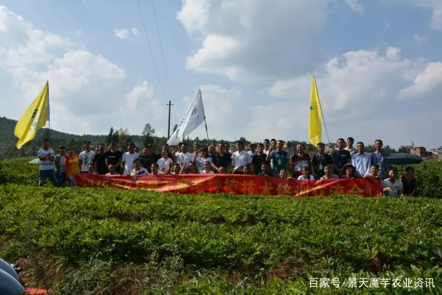 魔芋怎么种植致富经_致富种植魔芋视频_致富种植魔芋图片