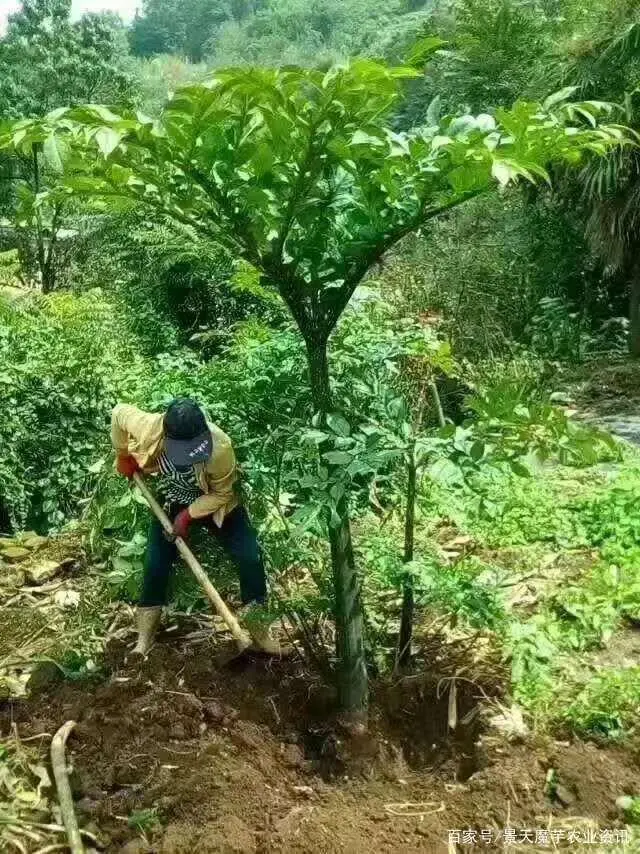 魔芋怎么种植致富经_致富种植魔芋图片_致富种植魔芋视频