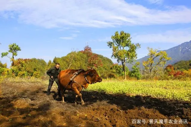 致富种植魔芋图片_魔芋怎么种植致富经_致富种植魔芋视频