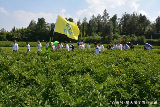 致富种植魔芋图片_魔芋怎么种植致富经_致富种植魔芋视频