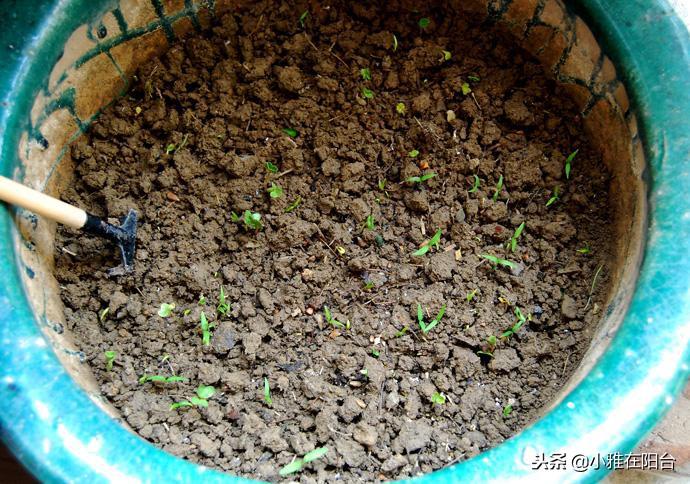 樟树港辣椒种植技术_种植辣椒技术_辣椒种植技术与管理方法