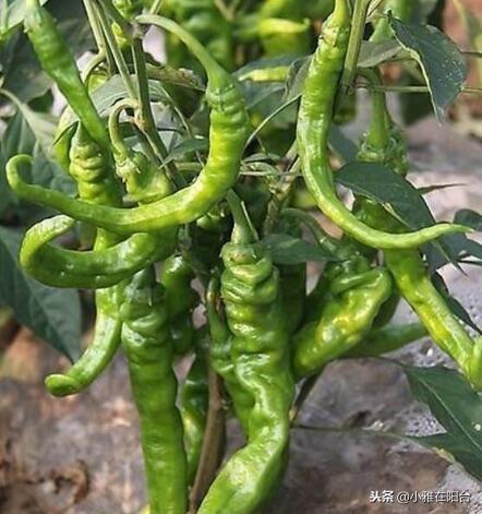 樟树港辣椒种植技术_种植辣椒技术_辣椒种植技术与管理方法