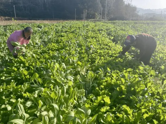 留守妇女怎么赚钱_留守妇女种植蔬菜致富经验_留守妇女适合做什么工作