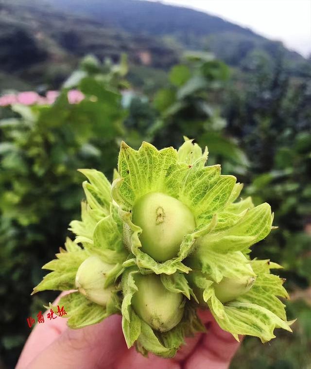 致富经对虾养殖视频_养殖虾致富视频_致富经淡水虾养殖视频