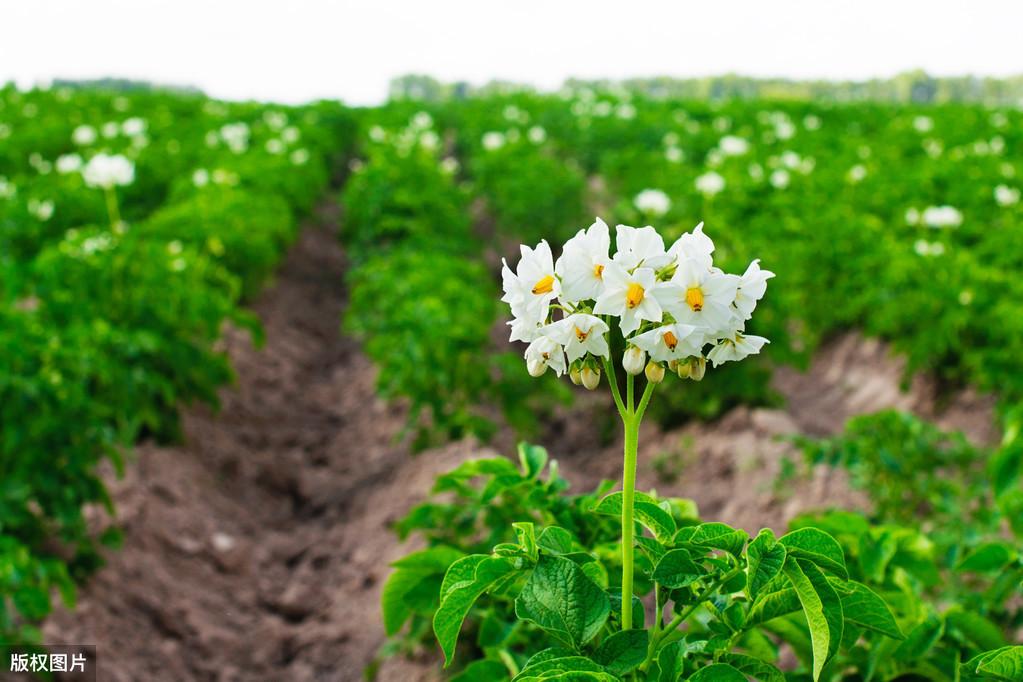 农广天地种植土豆技术视频_致富经田里怎样种土豆_土豆致富经