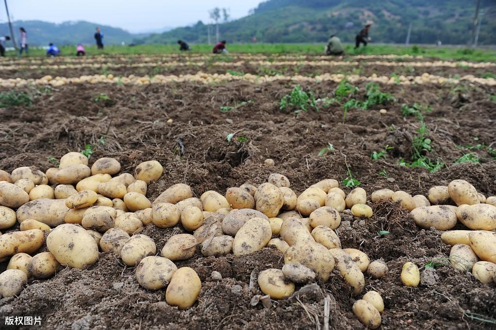 致富经田里怎样种土豆_农广天地种植土豆技术视频_土豆致富经