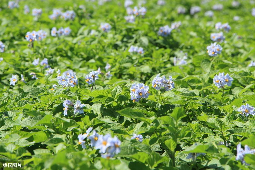 致富经田里怎样种土豆_土豆致富经_农广天地种植土豆技术视频