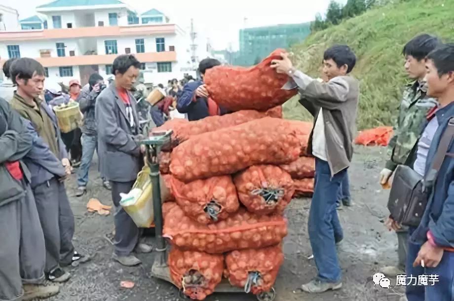 致富种植魔芋图片_魔芋怎么种植致富经_魔芋种植致富经