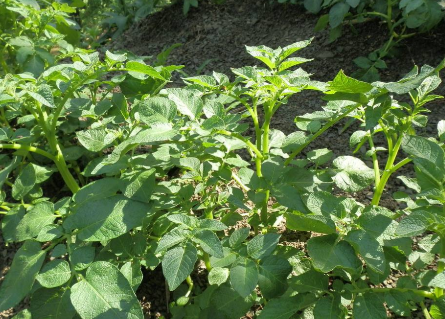 土豆种植赚钱吗_致富经土豆种植大户_致富经田里怎样种土豆