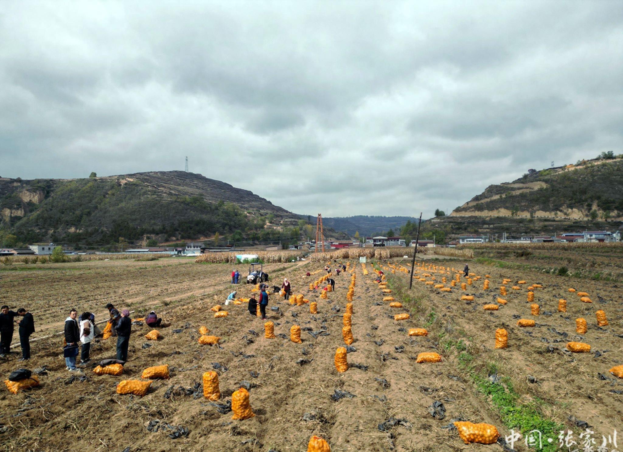 土豆致富经_土豆致富带头人_致富经田里怎样种土豆