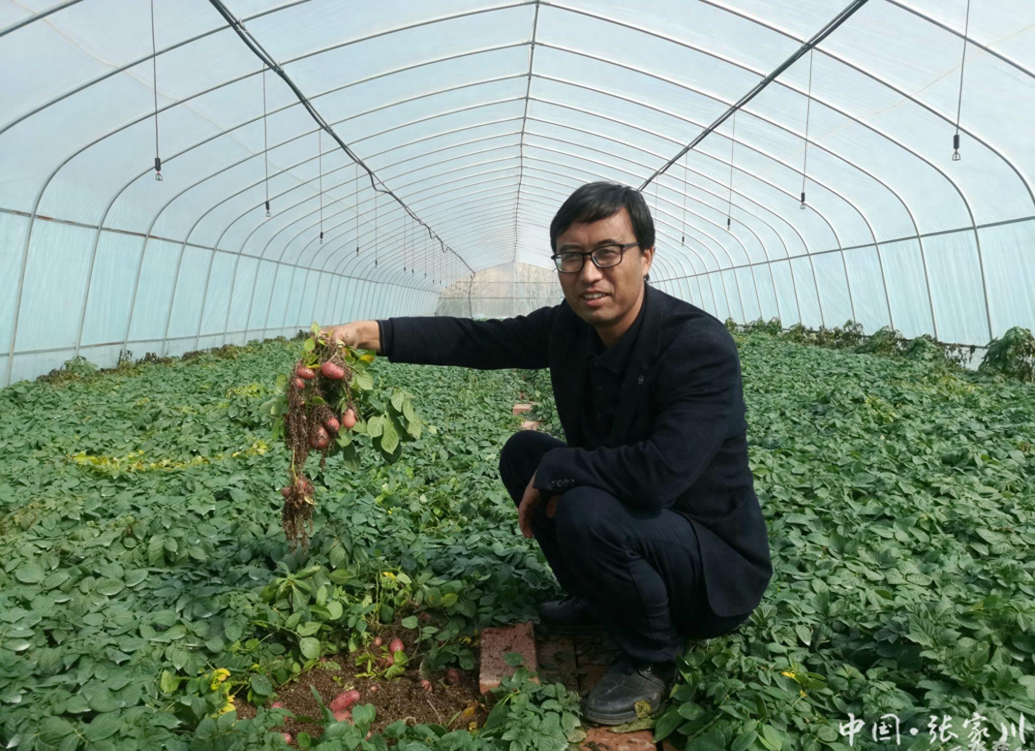 土豆致富带头人_致富经田里怎样种土豆_土豆致富经