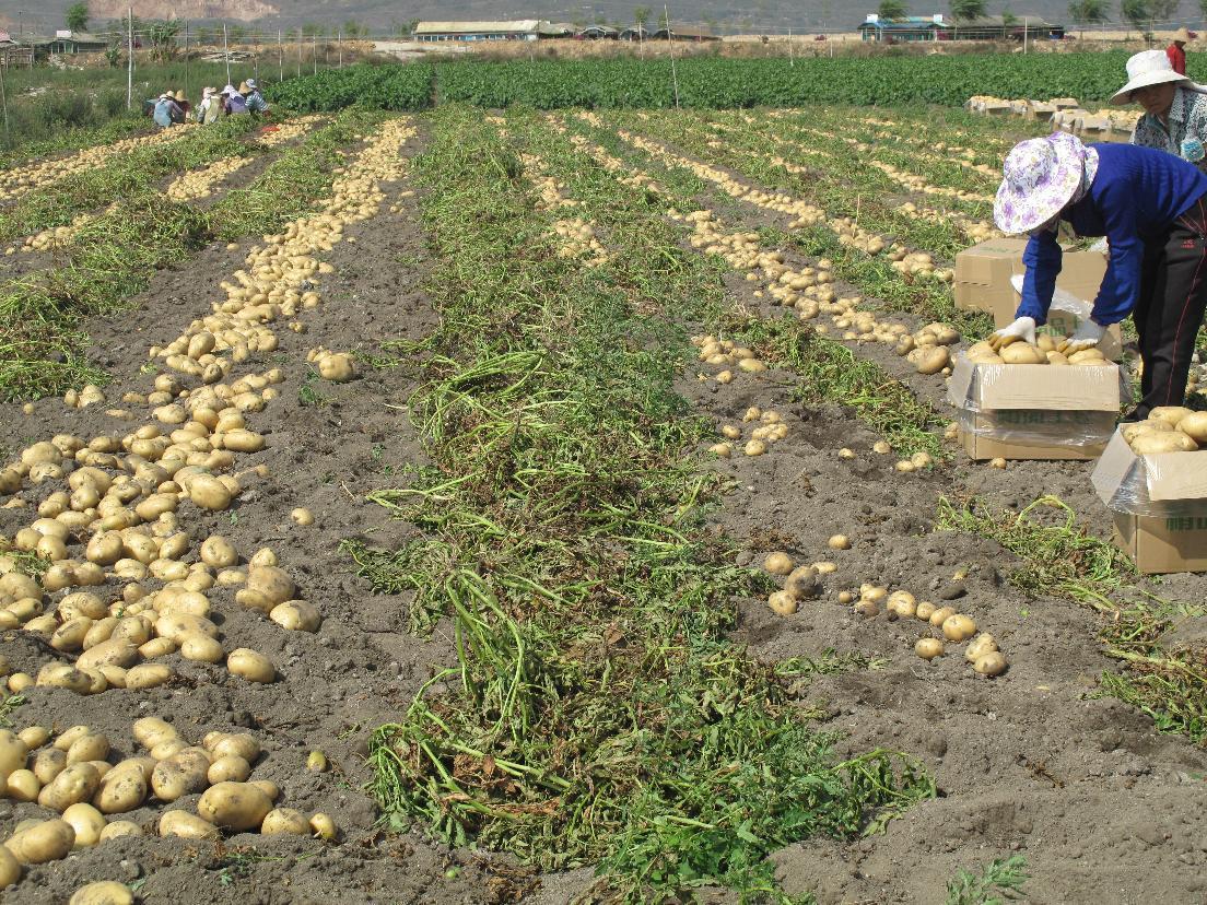 致富经田里怎样种土豆_农广天地种植土豆技术视频_土豆致富带头人