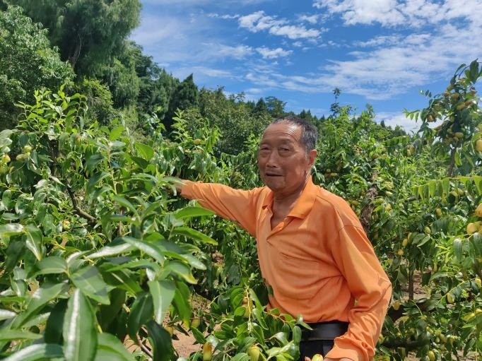 枣树赚钱吗_农村致富经枣树_枣树效益