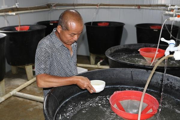 稻田养甲鱼养殖技术在视频_稻田养甲鱼养殖技术视频_田间示范秀稻田养甲鱼视频