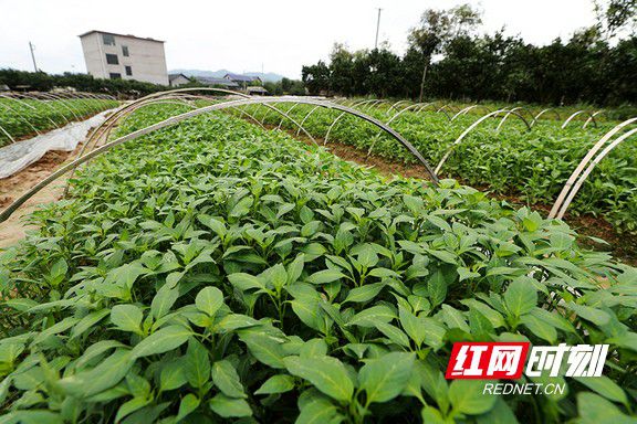 适合湘西种植的果树_湘西种植什么赚钱_湘西种植致富果