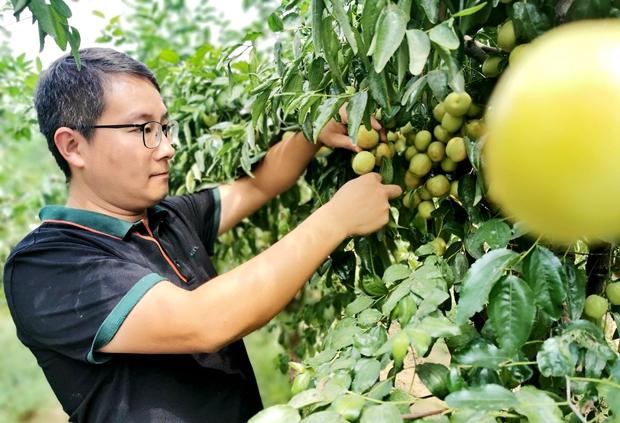 农村致富经枣树_枣树赚钱吗_枣树效益