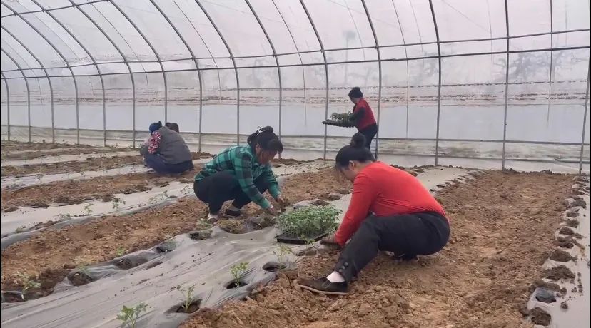 【我为群众办实事】芝阳镇西赵庄村：蔬菜大棚暖意浓 冬日巧念“致富经”