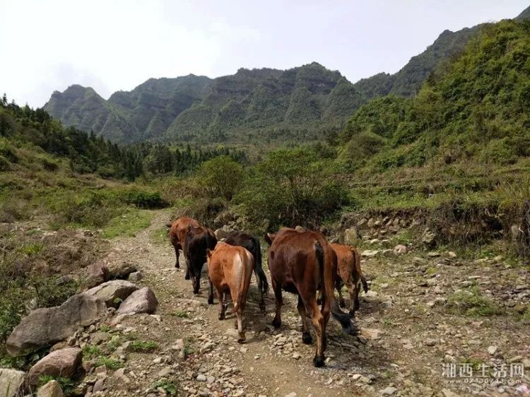 致富经土黄牛养殖视频_小型土黄牛养殖利润成本_士黄牛养殖