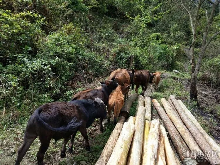 士黄牛养殖_小型土黄牛养殖利润成本_致富经土黄牛养殖视频