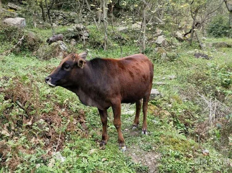 小型土黄牛养殖利润成本_士黄牛养殖_致富经土黄牛养殖视频