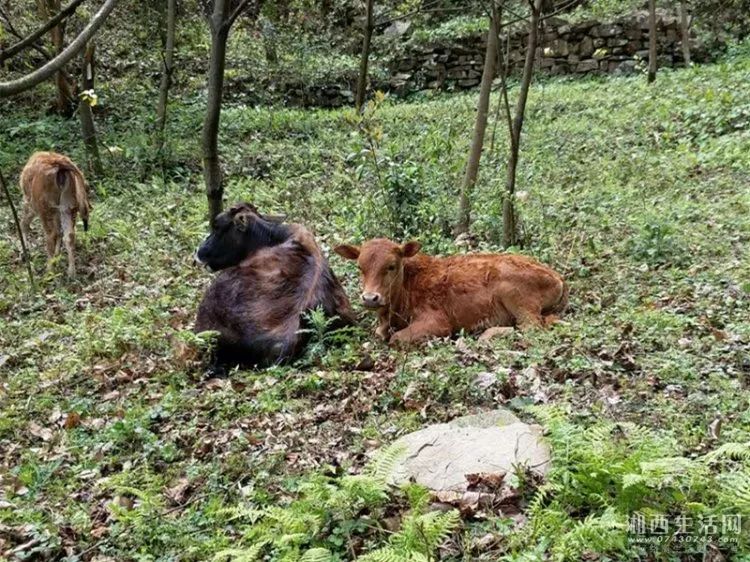 致富经土黄牛养殖视频_小型土黄牛养殖利润成本_士黄牛养殖