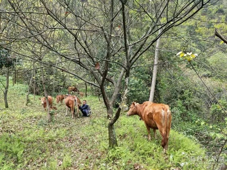 致富经土黄牛养殖视频_士黄牛养殖_小型土黄牛养殖利润成本