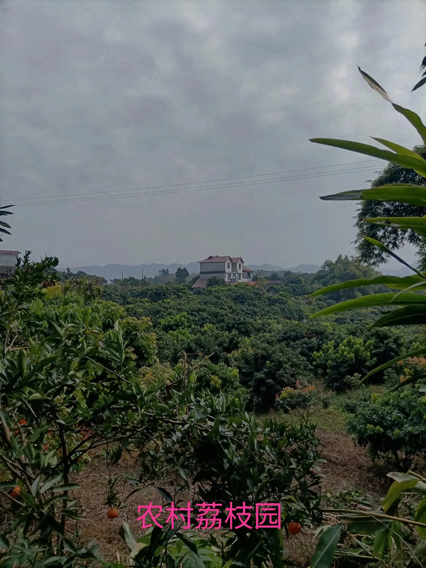 致富经田里怎样种土豆_土豆致富带头人_致富经土豆种植大户