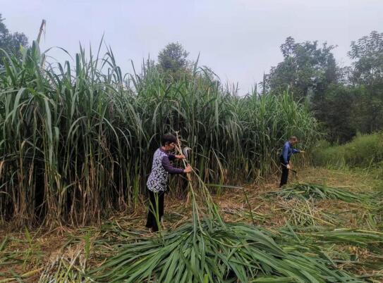 村民在收割牧草