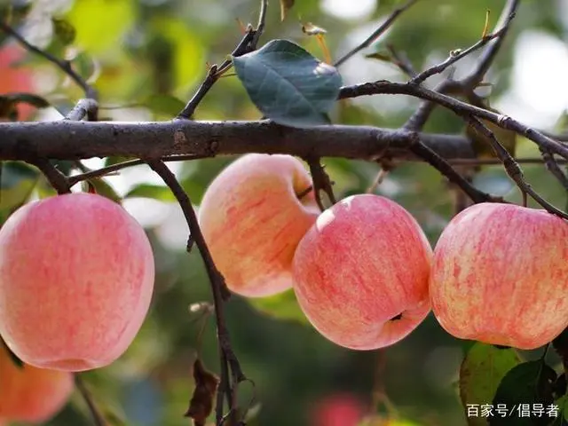 中国十大苹果产地