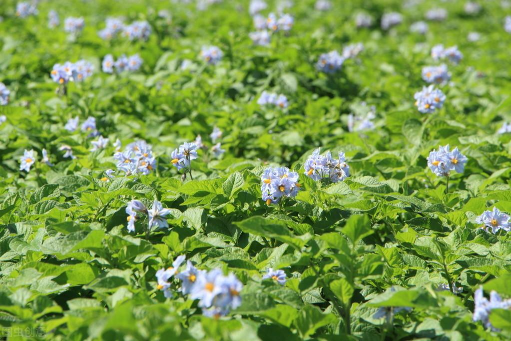 土豆致富经_致富经田里怎样种土豆_土豆致富带头人