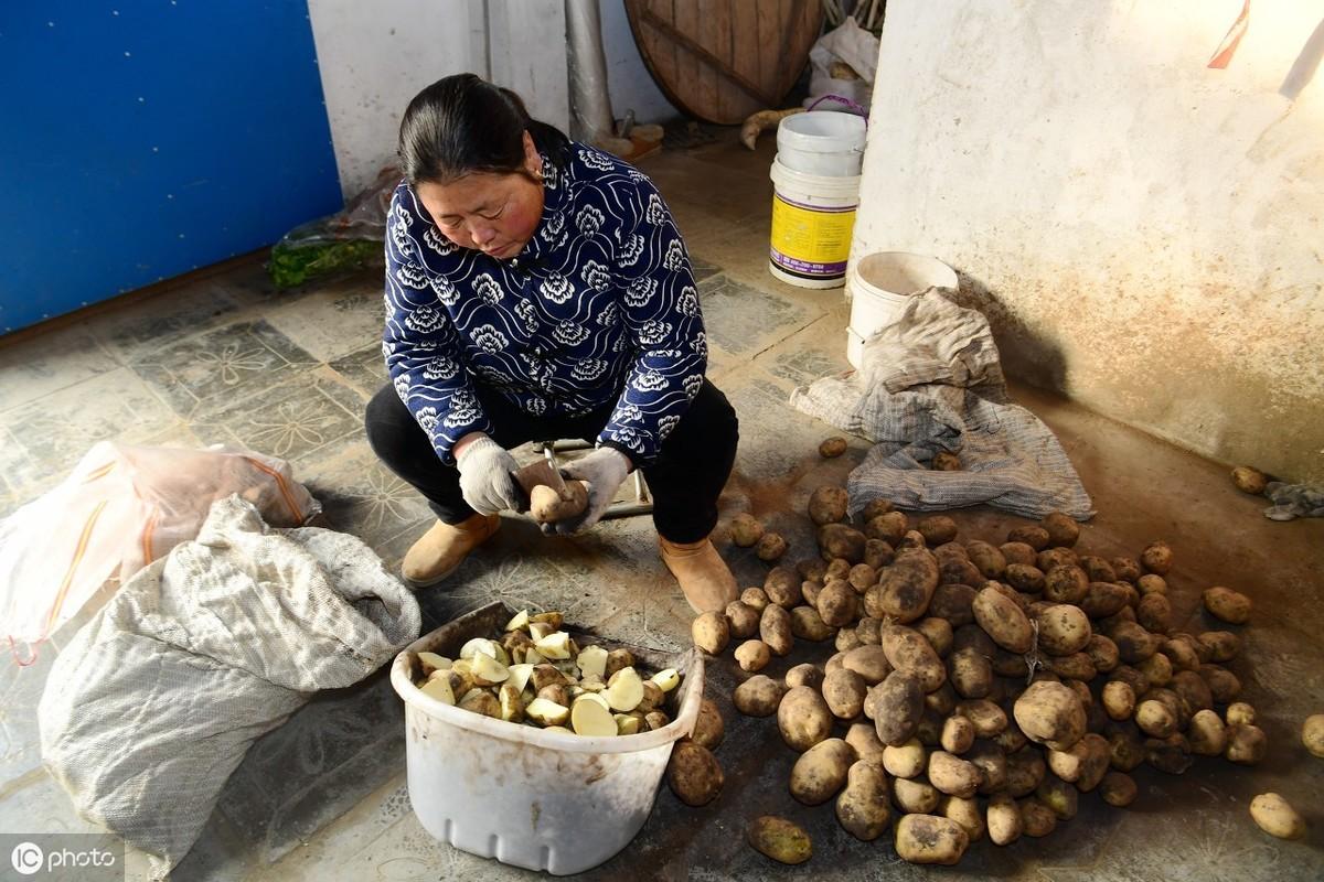 致富经田里怎样种土豆_土豆致富经_土豆致富带头人