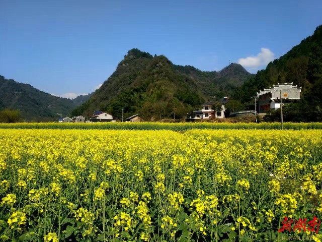 适合湘西种植的果树_致富湘西种植果树视频_湘西种植致富果