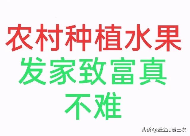 种地发家致富_2021发家致富项目_发家致富种植什么发家致富