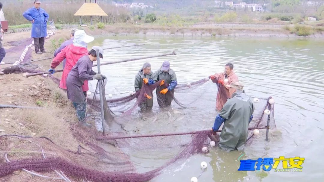 “山泉活水”鱼 ，生态致富路！