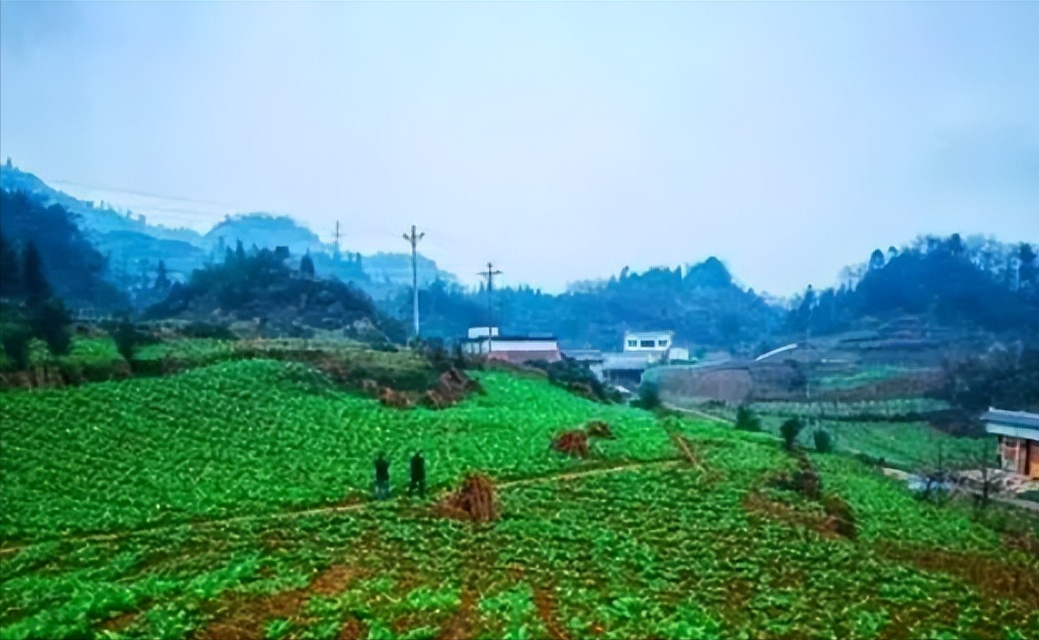 致富好项目种植_发家致富种植什么发家致富_致富发家的项目