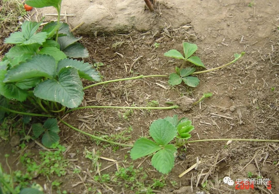 种植草莓技术哪里学_种植草莓技术教程_种植草莓技术