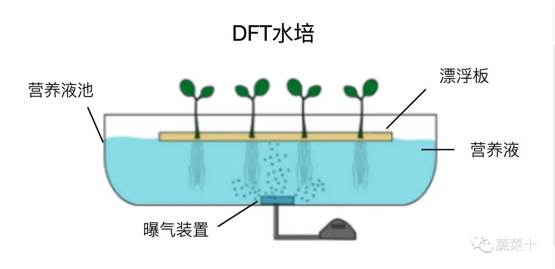 种植草莓技术_种植草莓技术人员_种植草莓技术哪里学