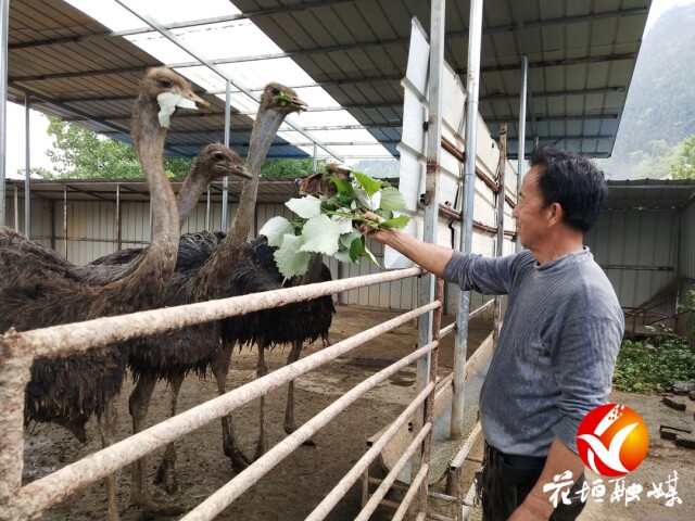 喜迎二十大·乡村振兴进行时︱“孔雀王子”转型养鸵鸟 致富增收另辟蹊径