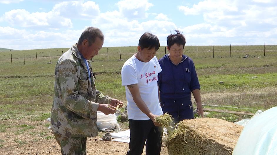 新疆种葵花收成咋样_新疆种葵花挣钱吗_新疆种植葵花致富