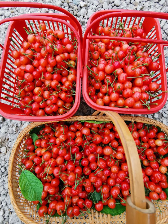 种植樱桃技术大全视频_种植樱桃技术大师是谁_大樱桃的种植技术