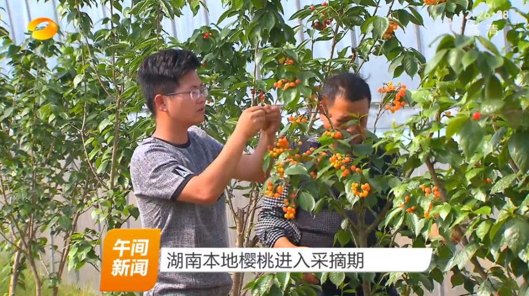 种植樱桃技术大全视频_大樱桃的种植技术_种植樱桃技术大师是谁