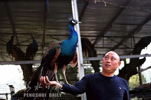 孔雀菜种子_孔雀菜种植致富_孔雀养殖视频致富经