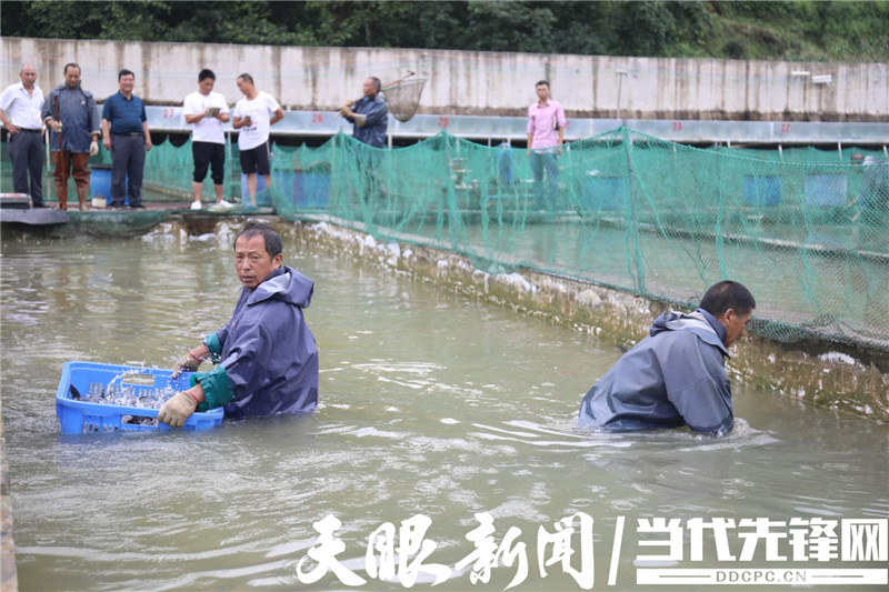 视频致富养殖鲟鱼_视频致富养殖鲟鱼是真的吗_养殖致富鲟鱼视频