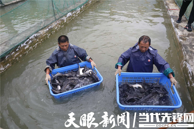 视频致富养殖鲟鱼_视频致富养殖鲟鱼是真的吗_养殖致富鲟鱼视频